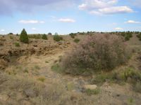 Salt Cedar bush